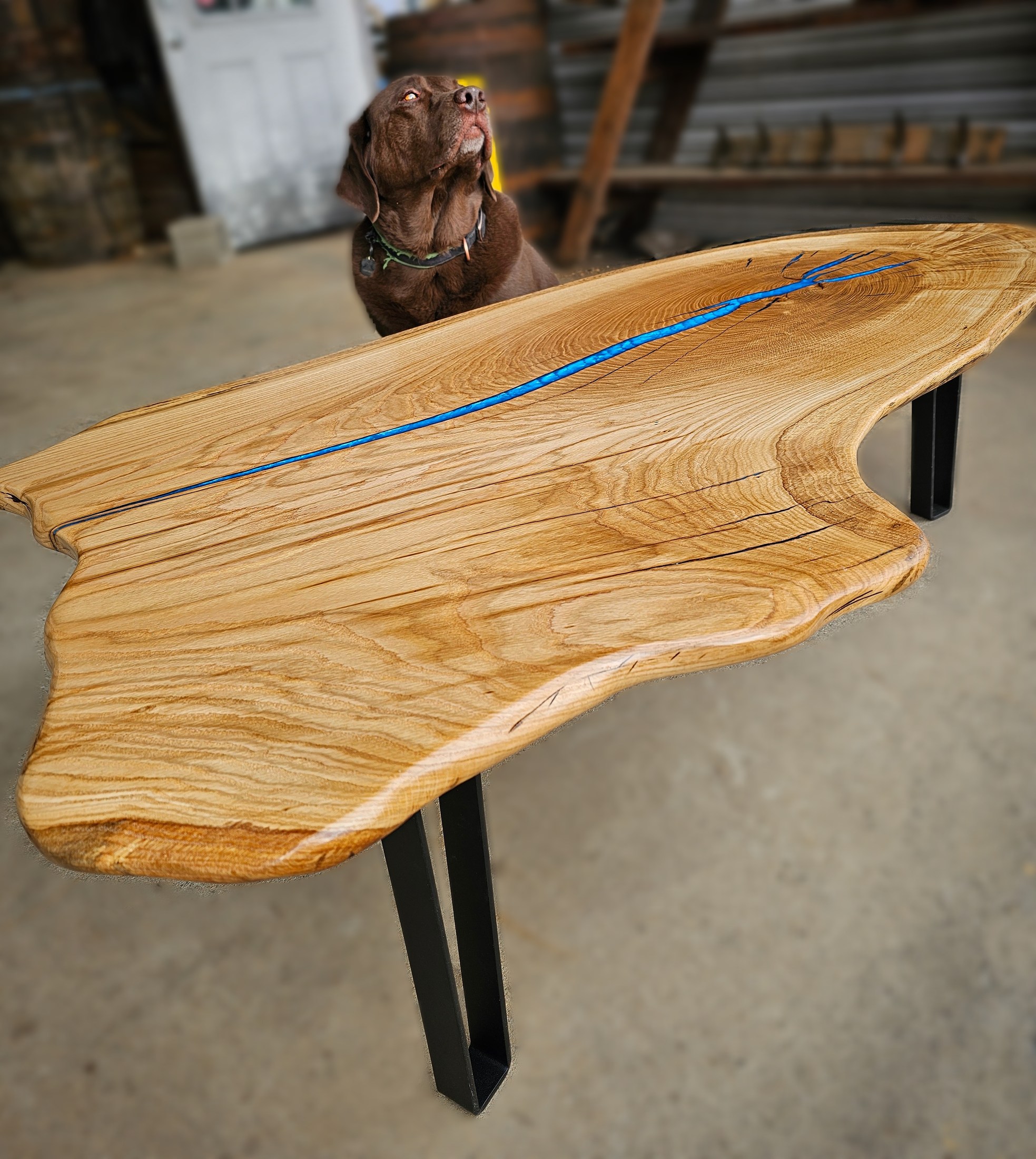 Finished live-edge wood table with a branching blue inlay and two black metal legs in the shop.